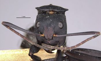 Media type: image;   Entomology 23244 Aspect: head frontal view